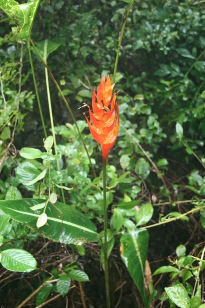 14 heliconia densiflora